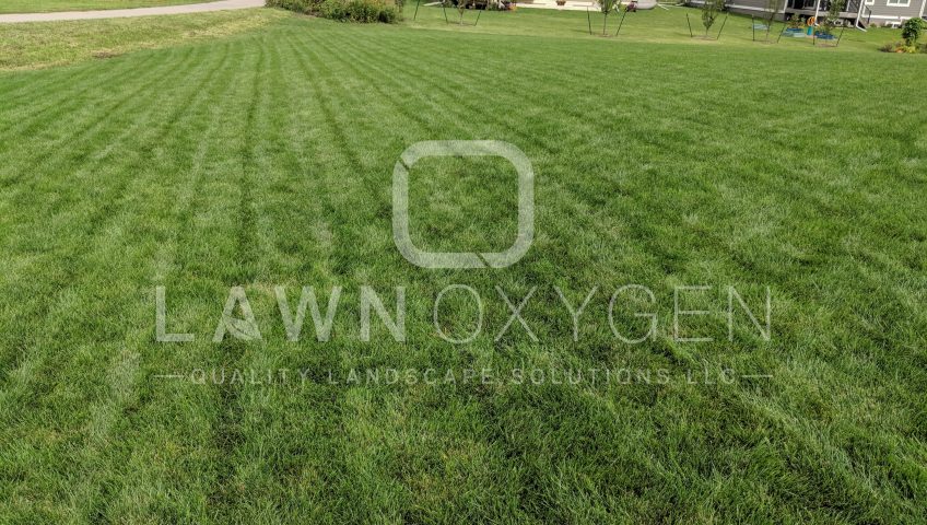 Big Backyard with Green Grass